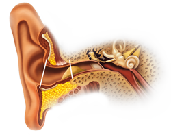 A-cerumen - Origine du cérumen